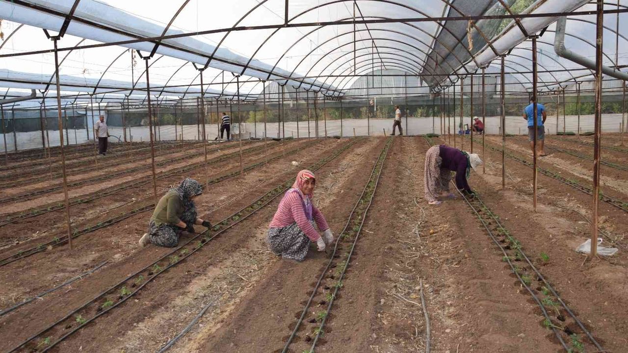 Antalya’da 62 milyon 500 bin domates fidesi toprakla buluşuyor