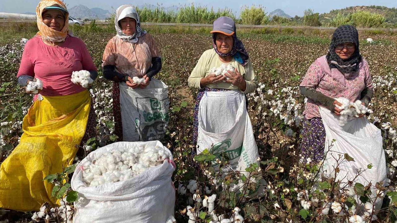 Antalya’da kadın işçilerin zorlu pamuk hasadı mesaisi