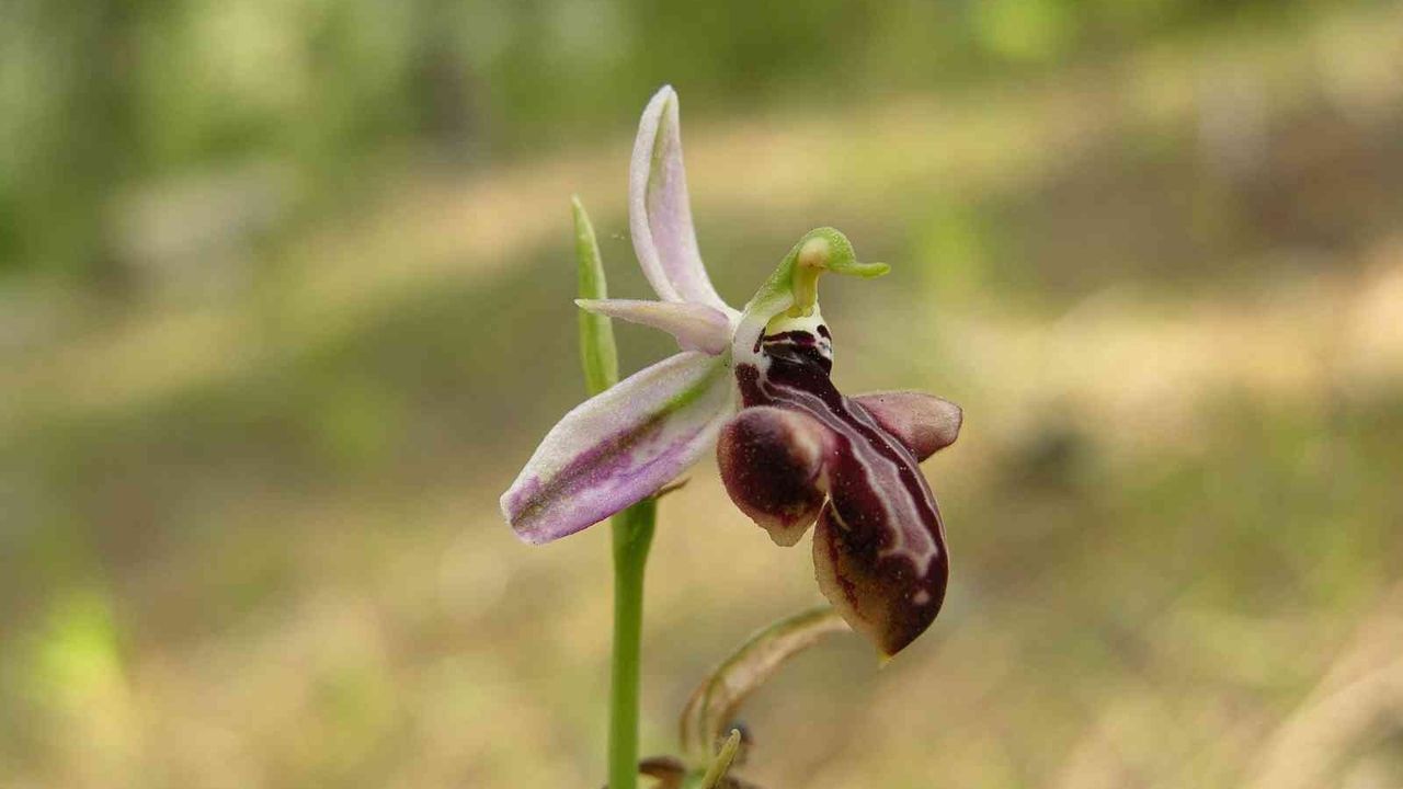 Dünyada sadece Manavgat’ta olan Antalya orkidesi 10 yıl sonra yeniden bulundu
