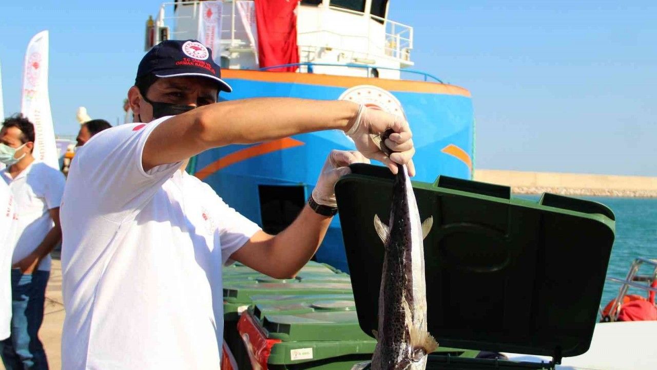 Antalya’da balıkçılara istilacı balon balığı bereketi