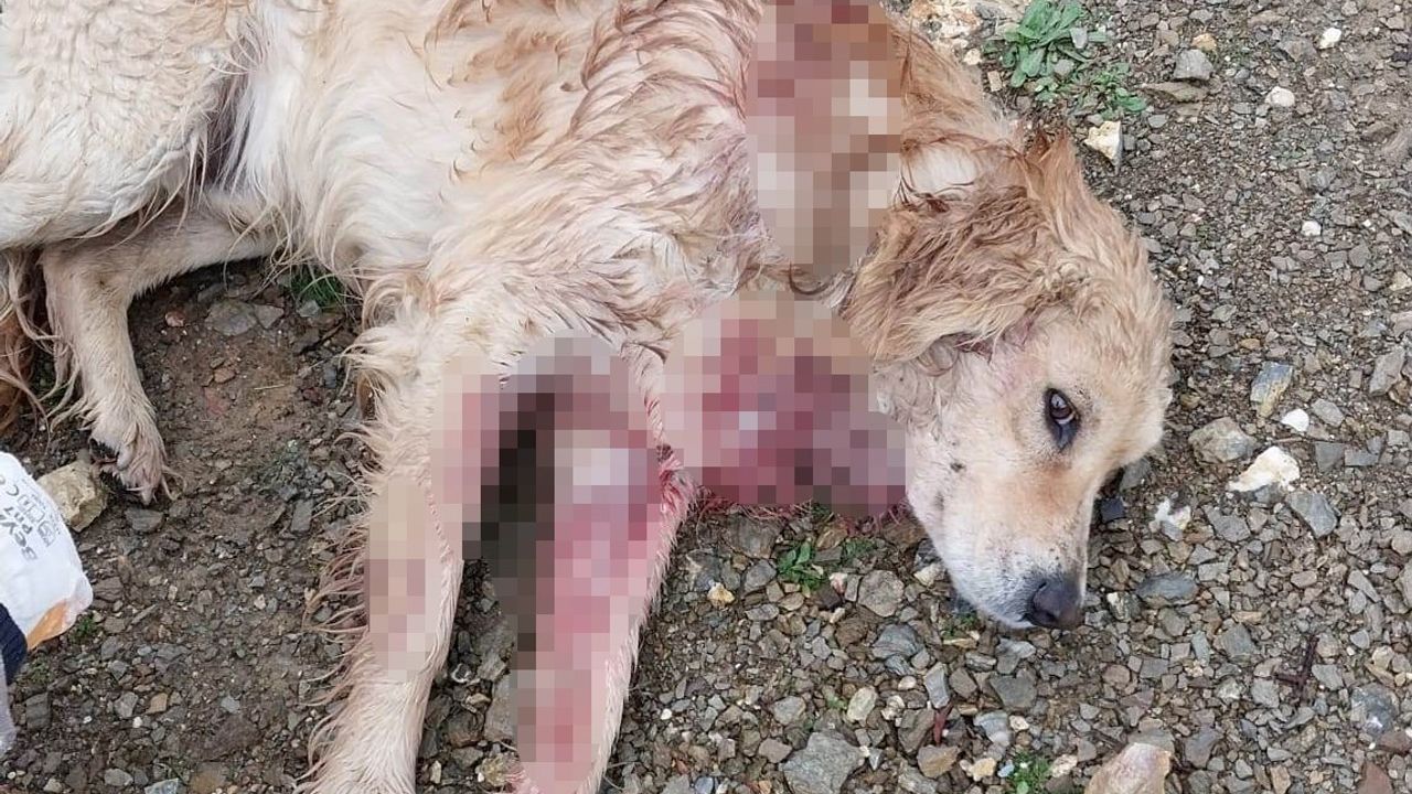 Av tüfeğiyle vurulan köpek yaralandı