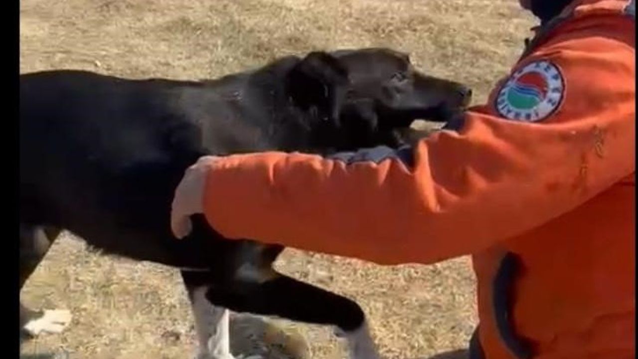 Kepez Belediyesi enkazdan kurtardığı köpeği sahiplendi