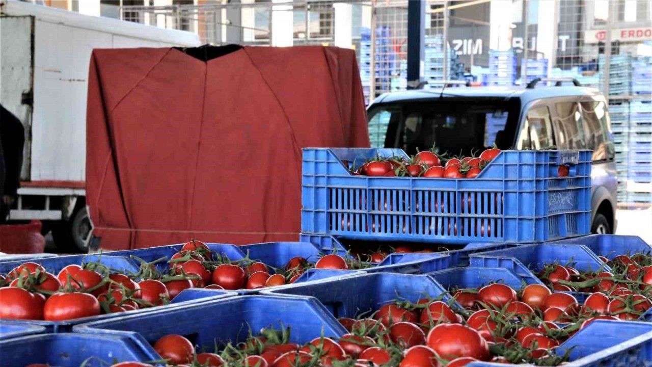 Antalya haline gelen domates miktarı arttı, fiyatı düştü