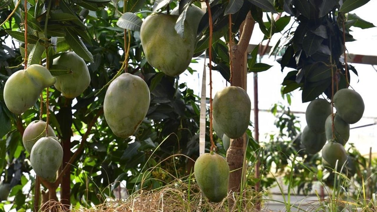 Alanya’da avokado ve mango temalı tropik meyve festivali başlıyor