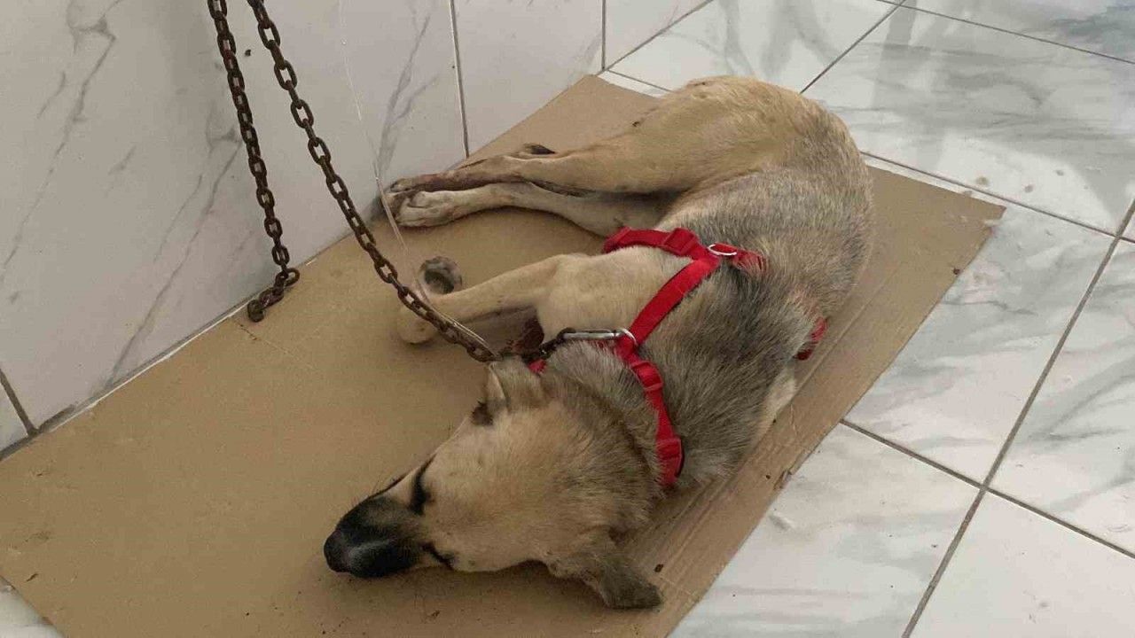 Yaralı halde bulunan sokak köpeğinin röntgen görüntüsü şoke etti