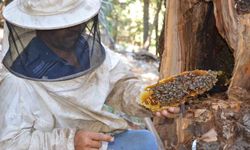 Antalyalı balcılar Toros Dağları’nda firari arıların izini sürerek bal topluyor