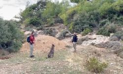Kayıp Sedanur için özel eğitimli köpekler devrede