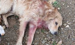 Av tüfeğiyle vurulan köpek yaralandı