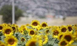 Çiftçilere ayçiçeği tohumu dağıtıldı