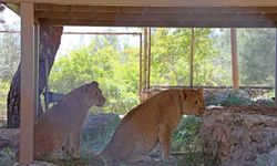 Antalya hayvanat bahçesinde dünyaya gelen 9 aylık iki yavru aslan ‘Zeus ile Hera’ aileye katıldı