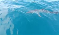 Antalya’da köpek balığının balıkçı teknesine yaptığı davranışları uzman isim yorumladı