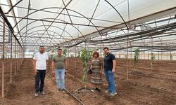 Kumluca’da tropik meyve yetiştiriciliği eğitimi