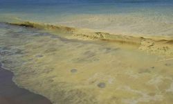 Alanya’da deniz kıyısında sarı köpük içinde ölü denizanaları görüldü