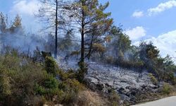 Antalya’da tarım arazisi yandı, 3 sera zarar gördü