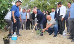 ALTSO keçiboynuzunun tescilini aldı,  3 bin fidan dağıttı