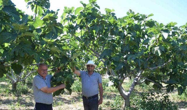 800 rakımlı mahallede yaş incir rekoltesi üreticinin yüzünü güldürecek