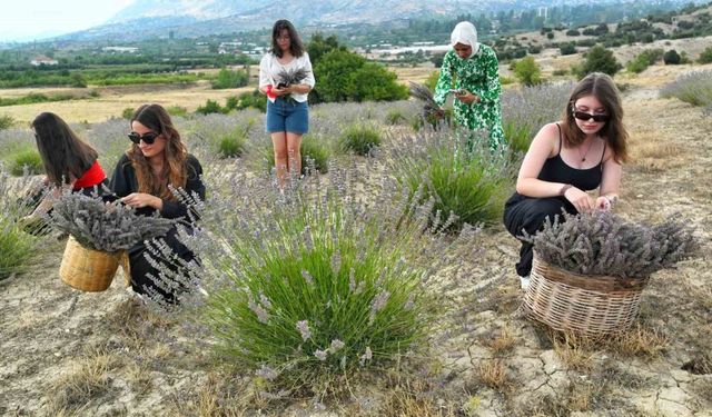 Antalya’da atıl arazi lavanta bahçesine dönüştü