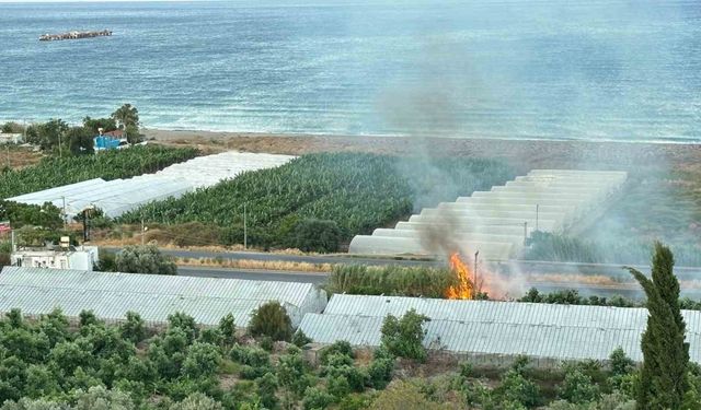 Avokado ağaçları yangında zarar gördü