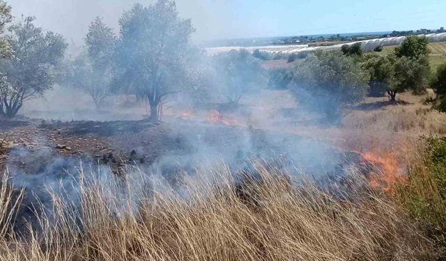 Çöplerden çıkan yangın, zeytin ağaçlarına zarar verdi