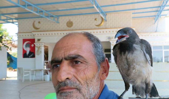 Kedilerin saldırısından kurtarılan yavru kargaya çocuğu gibi bakıyor