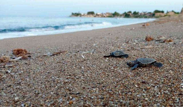 Manavgat’ta caretta caretta koruma çalışmaları sürüyor