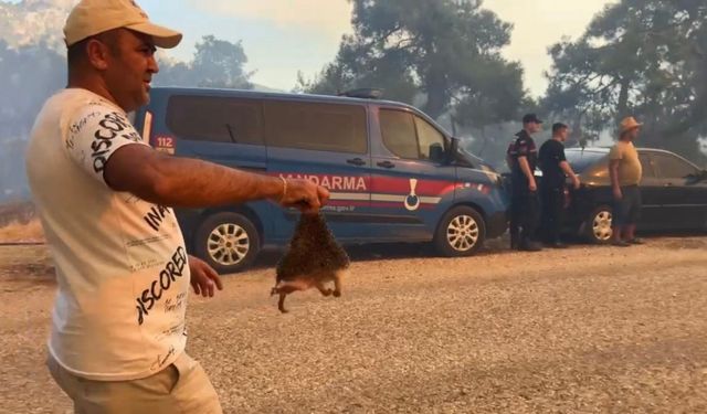 Orman yangınında kirpiyi yanmaktan kurtarıp serinlettiler