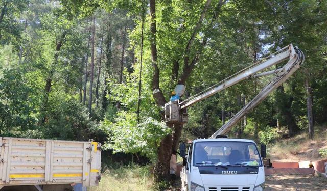 Alanya Belediyesi’nden doğa mirası ağaçlara bakım ve rehabilitasyon