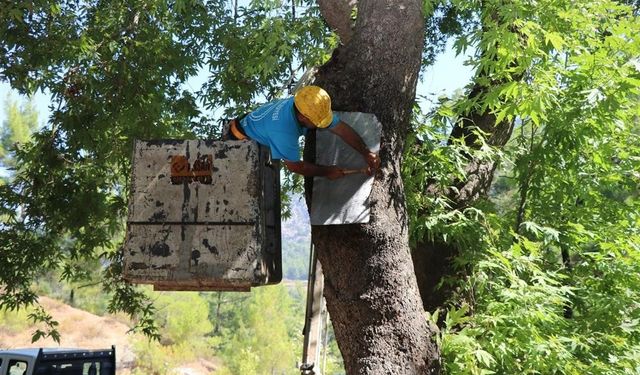 Alanya’da doğa mirası ağaçlara bakımları yapıldı