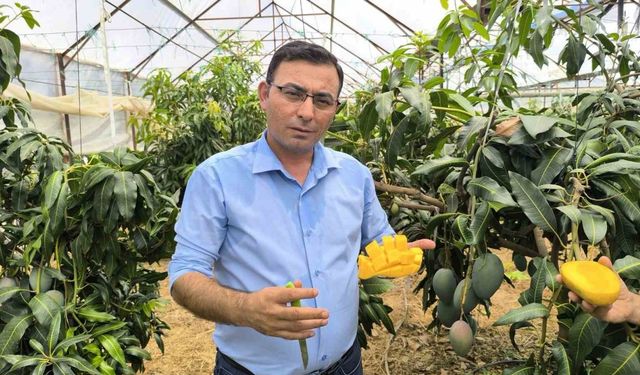 Alanya’da mango hasadı başladı