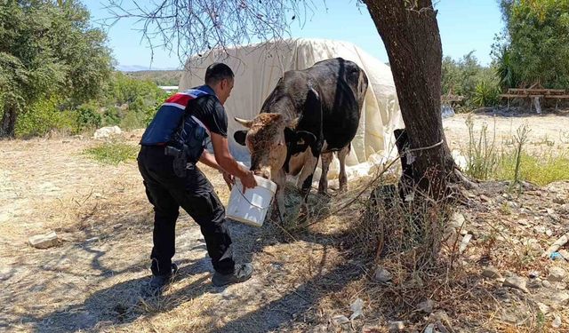 Antalya’da ahır yangını: 3 inek, 12 keçi telef oldu