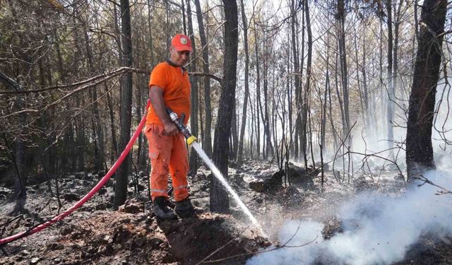 Kırsal alanda çıkan yangın 3 sera ve ormanlık alana zarar verdi