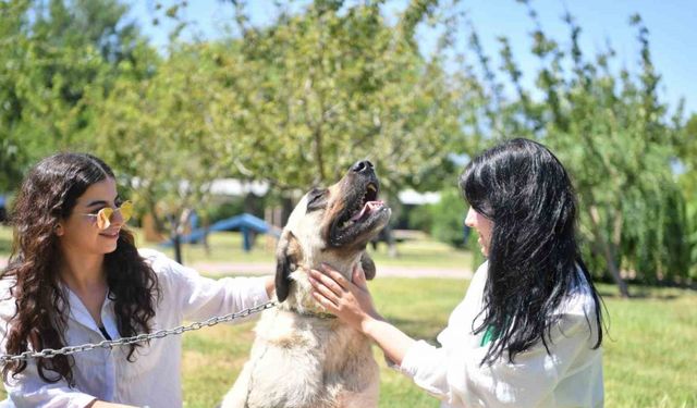 Sütlaç ve Kara’nın artık ailesi var