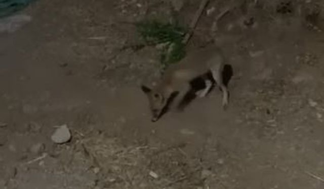 Tilki ve bahçe sahibi arasındaki sohbet gülümsetti :”Kümesten uzak dur, arkadaşlığımız bozulmasın!”