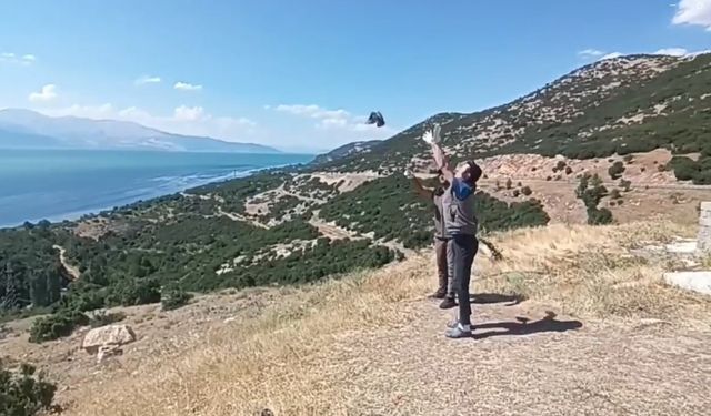 Yavru Kukumav, Üveyik ve Tepeli Guguk kuşları tedavi edilerek doğaya salındı