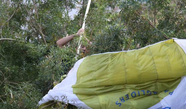 Paraşüt ağaçta asılı kaldı, ekipler alarma geçti