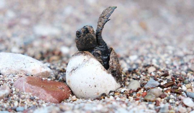 Çıralı’da caretta caretta rekoru