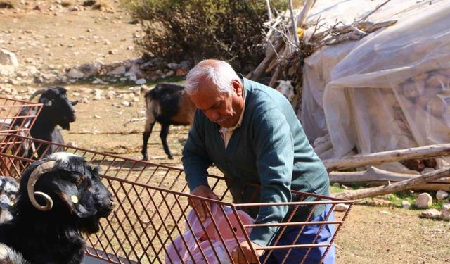 Elmalı’da Çoban Haritası Projesi tamamladı