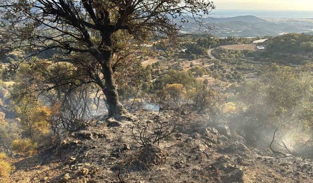 Kumluca’da 20 hektar ormanlık alan yangında zarar gördü