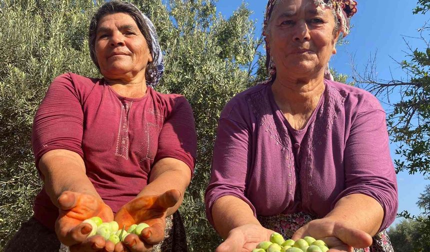Antalya’da zeytin hasadı başladı