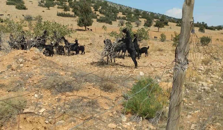 Meyveli Antep fıstığı fidanları keçilere yem oldu