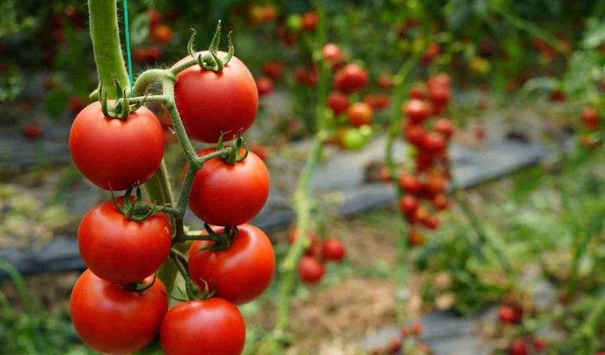 Antalya’da Ekim ayında domates miktarı geçen aya göre arttı