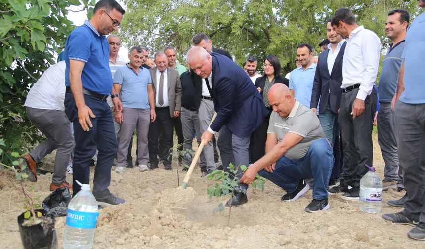 ALTSO keçiboynuzunun tescilini aldı,  3 bin fidan dağıttı